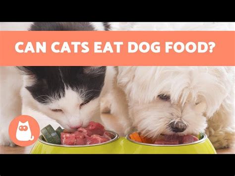 Can Cats Eat Dog Food Hayfarmguy