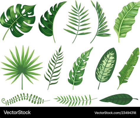 Exotic Tropical Leaves Monstera Plant Leaf Vector Image