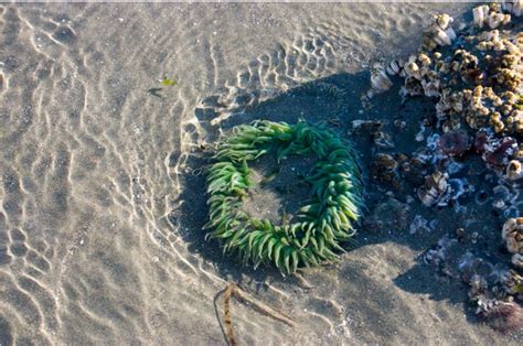 Coastal Marine Strategy Govtogetherbc