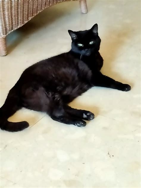 Pin De Alma Pari Passu Em Corky My Black Cat