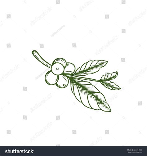 Coffee Leaf Illustration Vector Stock Vector Royalty Free 656004598