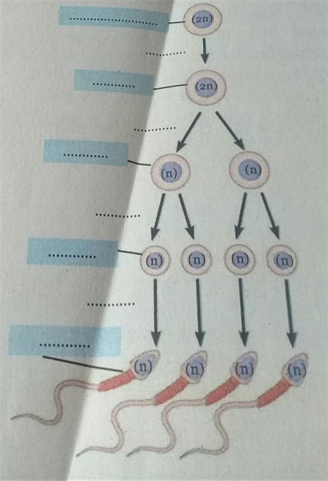 √ Skema Proses Spermatogenesis Pemahaman Yang Lebih Mendalam Wanjay