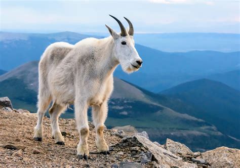 Snow Offers Mountain Goats Relief From Biting Insects