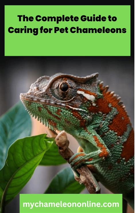 Ultimate Chameleon Care Guide Essential Tips For Healthy Pets