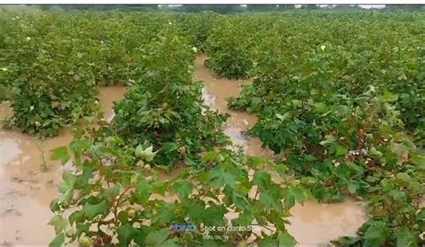 Gujarat Rains Cheer For Groundnut Growers Of Saurashtra Cotton