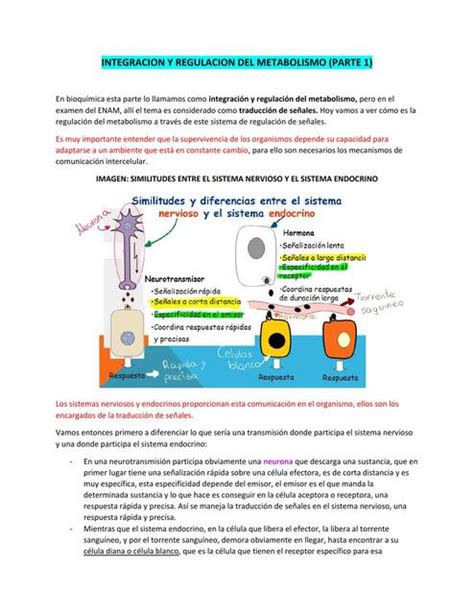 Integraci N Y Regulaci N Del Metabolismo Zarai Zamata Udocz