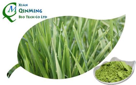 China Barley Grass Powder Suppliers & Manufacturers & Factory ...