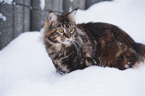 60 000 Kostenlose Main Coon Coole Hintergrundbilder Und Maine Coon