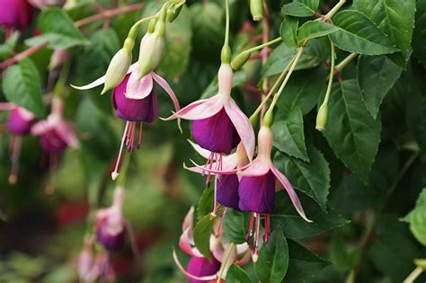 How To Grow And Care For Fuchsia Flowers Gardeners Path