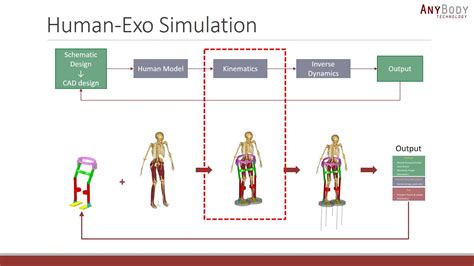 Simulations As A Tool For Human Centered Exoskeleton Design AnyBody