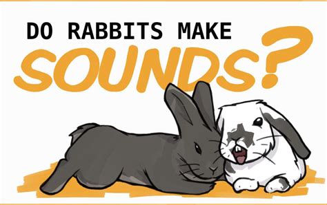 15 Rabbit Sounds And What They Mean With Examples