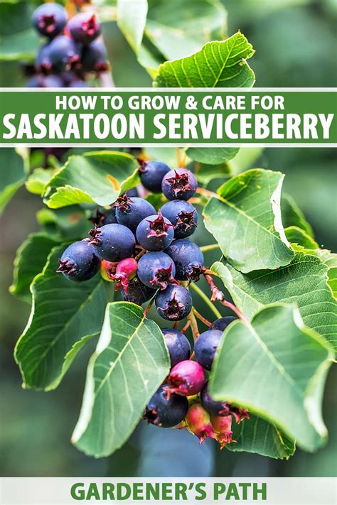 Tips For Growing Saskatoon Serviceberries Gardeners Path