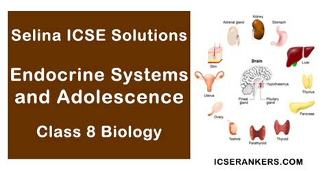 Questions And Answers Class 8 Chapter 5 Endocrine System And Adolescence