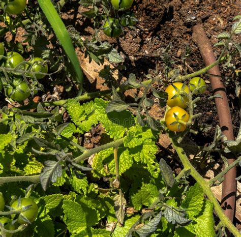 Tomates Sin Madurar De Cultivo Verde En Rama Entre Las Hojas Foto De