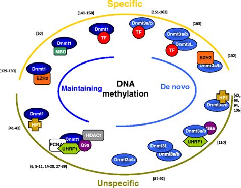 Specific Or Not Specific Recruitment Of Dnmts For Dna Methylation An