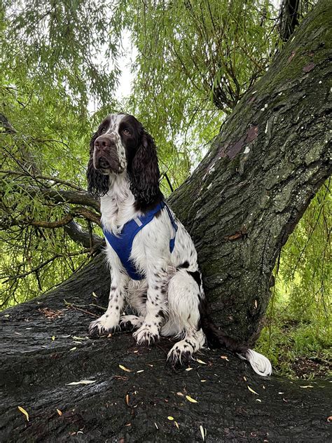 Springer Spaniel However Puppy - Free photo on Pixabay - Pixabay