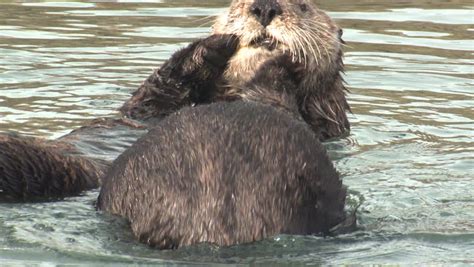 Sea Otter Male Female Adult Stock Footage Video 100 Royalty Free