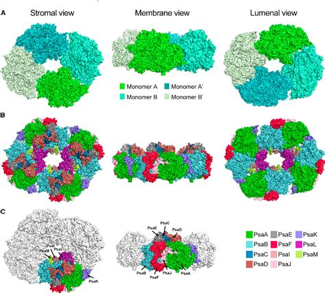 Figure From Cryo Em Structure Of A Tetrameric Photosystem I From