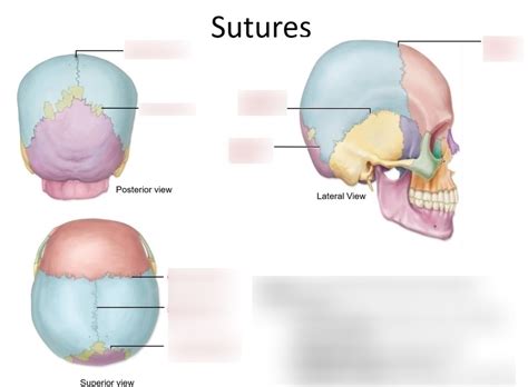 Sutures Diagram Quizlet