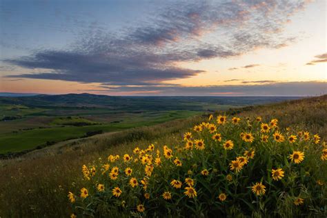 Idaho Palouse Wildflower Sunset Palouse Hills In Moscow Idaho