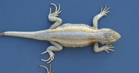 Lizard Camouflage Confuses Males About Gender | WIRED