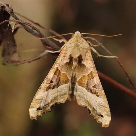 Angle Shades Moth Has Been One Of My Favourites For Years Such A