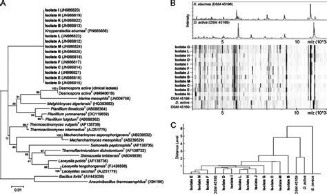 A Phylogenetic Tree Based On Partial 16S Sequences Of Clinical And