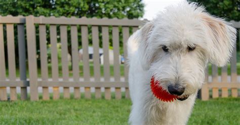 Keep Your Dog Safe with a Dog Fence