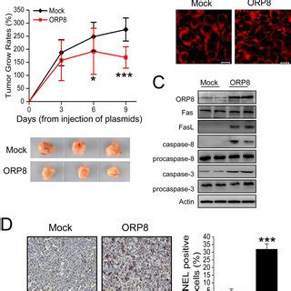 Orp Suppresses Hepg Xenograft Tumor Growth In Balb C Nude Mice A