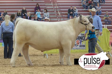 Maine Anjou And Chianina Junior National Chianina Progress Steers