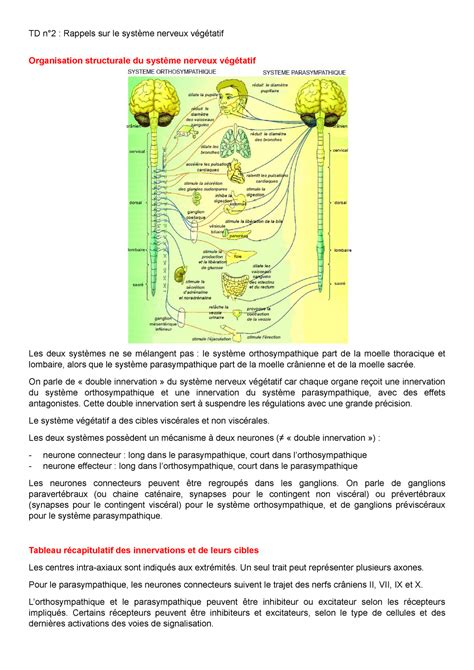 Td N°2 Td Corrigé Td N°2 Rappels Sur Le Système Nerveux Végétatif