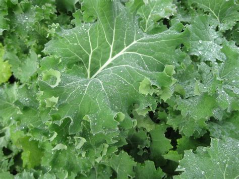 Kale Siberian Organic Premier Seeds Direct