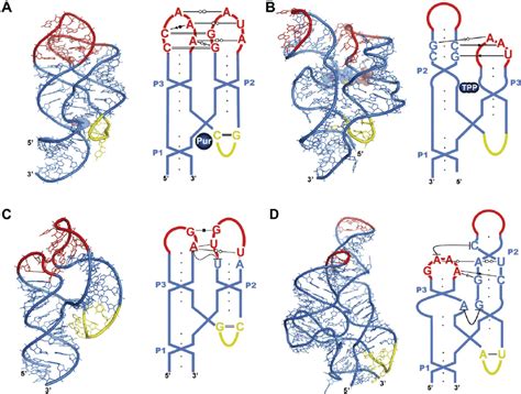 Three Dimensional Structures And Schematic Representations Of Naked