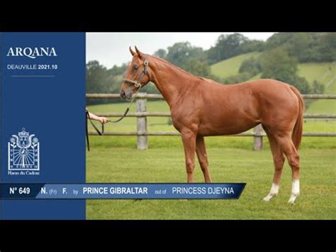 Arqana N F Prince Gibraltar Pr Sent E Par Le Haras