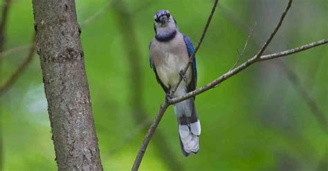 Blue Jay Behavior - AnimalBehaviorCorner