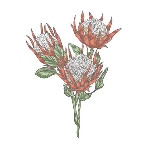 Three Protea Flowers On The Long Stems Vector Illustration 5490325