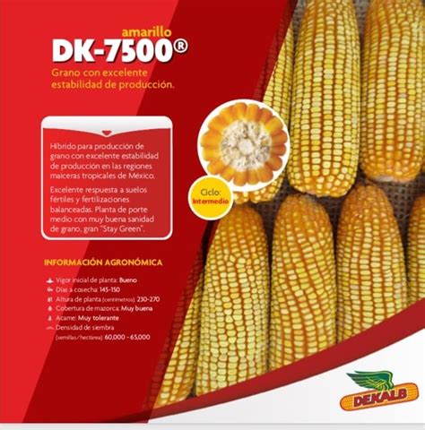 Semilla Ma Z Hibrido Dekalb Est Ndar Bulto Kg Campo Sustentable