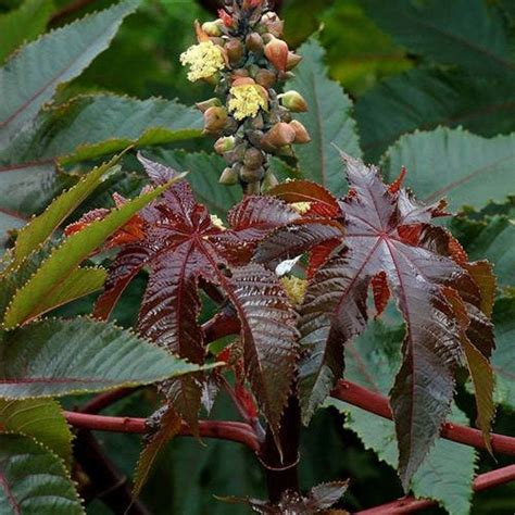 5pcs Castor Bean Impala Seeds Ricinus And 9 Similar Items