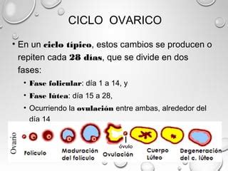 Ciclo Sexual Femenino Ppt