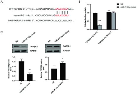 Tgf R Is The Target Of Mir P A Prediction Of The Binding Site