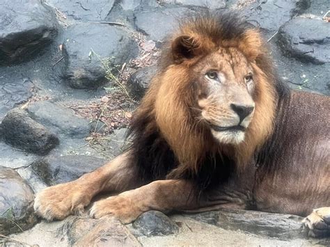 影大貓超療癒！獅子關園前「獅吼像狂催促」 壽山動物園遊客笑：想下班了 中天新聞網