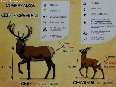 MA PASSION POUR LA NATURE Comparaison Entre Le Cerf Et Le Chevreuil