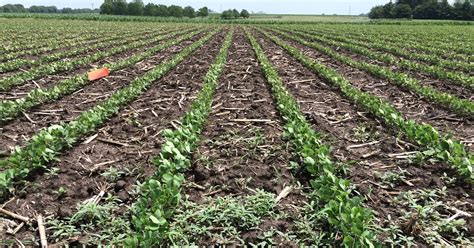 Stay Step Ahead Of Herbicide Resistant Weeds