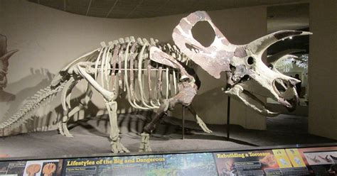 Rare Torosaurus Skeleton Mistaken for More Common Triceratops