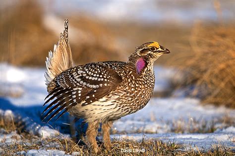 Sharp tailed grouse - Alchetron, The Free Social Encyclopedia