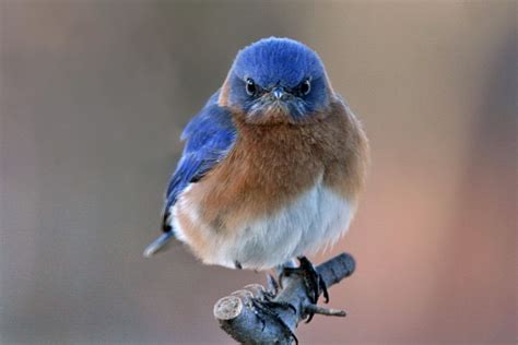 Mad Bluebirds - Bluebirding Forum - GardenWeb | Funny animal pictures ...