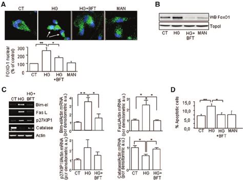 Foxo Nuclear Localization A Foxo Localization In Epcs By Confocal