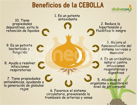 Beneficios De La Cebolla Cebolla Beneficios Propiedades De La