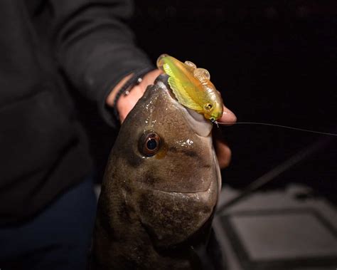 Nighttime Sandbass Basics Bdoutdoors