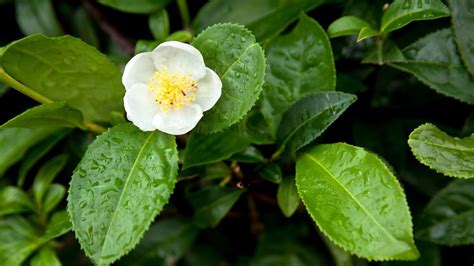 What Plant Is The Tea Extracted From Discover Camellia Sinensis